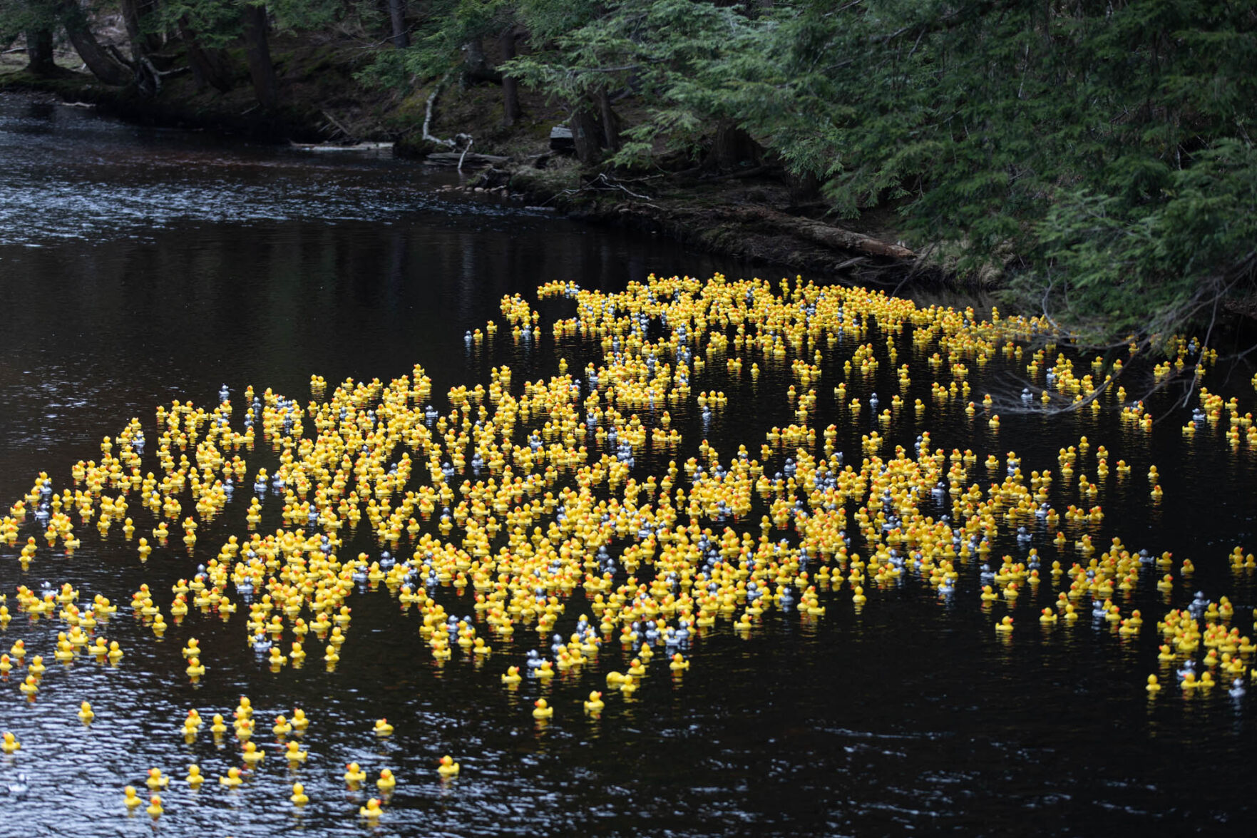 AdironDuck Race in Croghan nets nearly $50,000 for camp